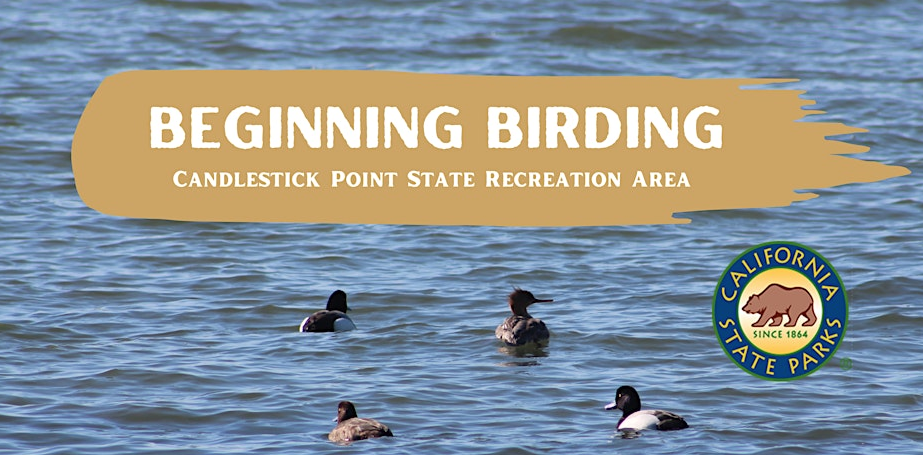 Birding at Candlestick